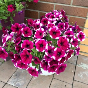 ������� ���������� � ����������� �������: ������� ������