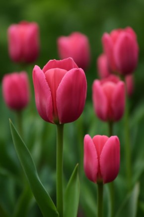 ����� ������ ��������: ������� ������ ��� ��������� ����