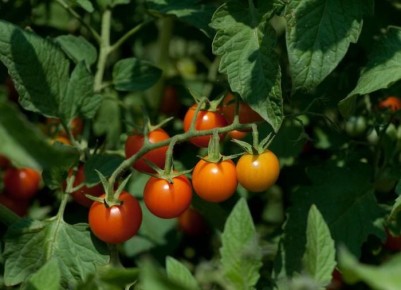 ������: ������� ������, ������� ����� ������������� ���� �����