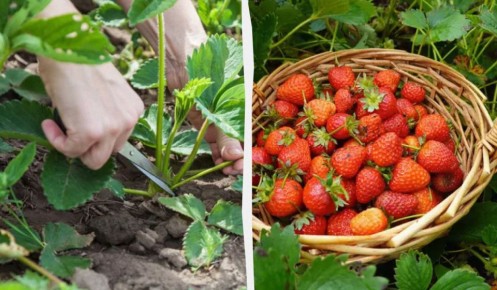 ������������ ���������� ������ ������� ��������, ������� ����� ���� �������