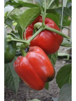 ����� ������� ������: ������� ��������� ����������� � ����������� �����