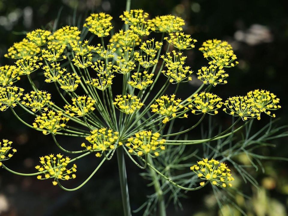 ����� ���� ������� �����: ������ �����������