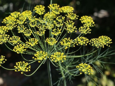 ����� ���� ������� �����: ������ �����������