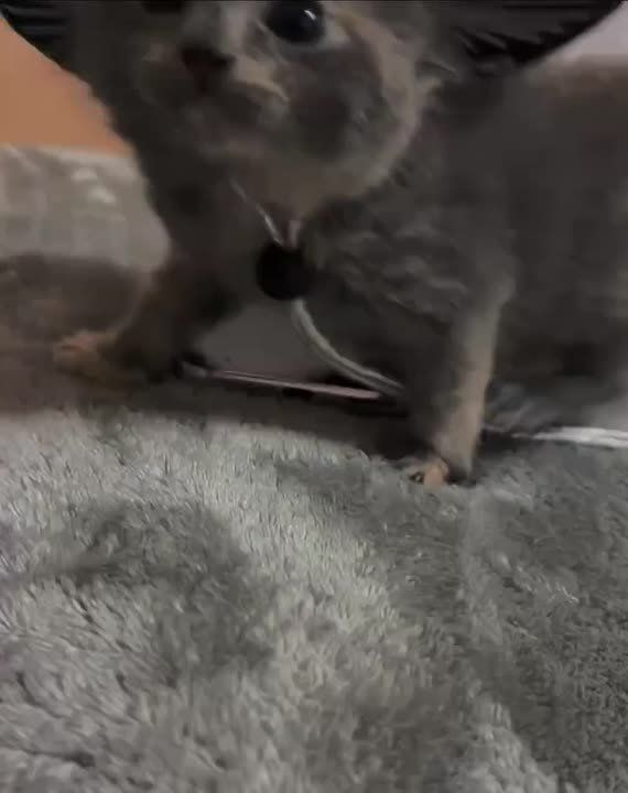 ������ ����, �������! ���� � ��������!