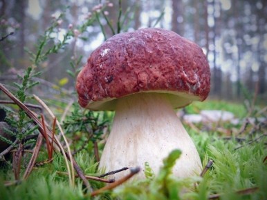 ������� ����� ��������: ��� ������ � ����