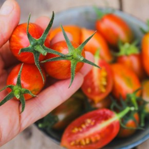 ������ ����������� ���������� ������: ��������� ����������� ���������� ���������