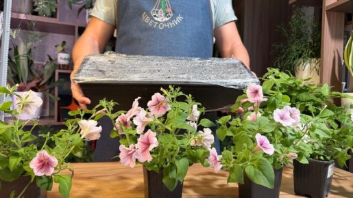 ������������ �������: ������� ������ ��� ��� � ������ ��������