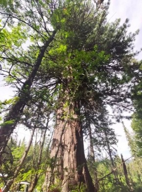 � 1 ��� �������� ����������� �� ����������� ������ ���� - 2026�: ������� ���������� ������������ ����-�������