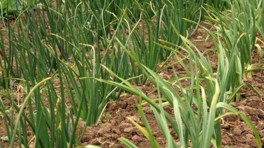 ��� ���������� ����� ���������� ��� ������ ����: ������� ��������� ������