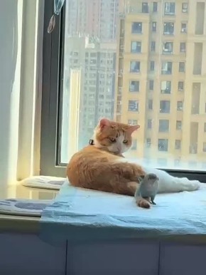 ������ ����, �������!