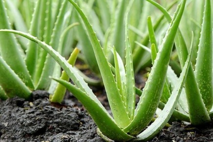 �������� ������: ������ ��� ���������