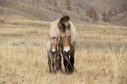 �������� ������� �� ������ ������������� ������ �������������