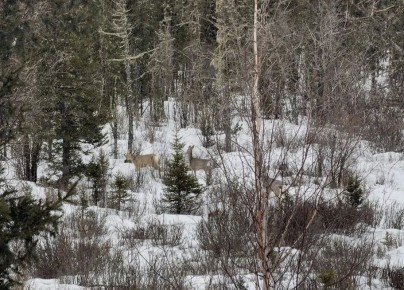 � ������� ���������� ����� ��������