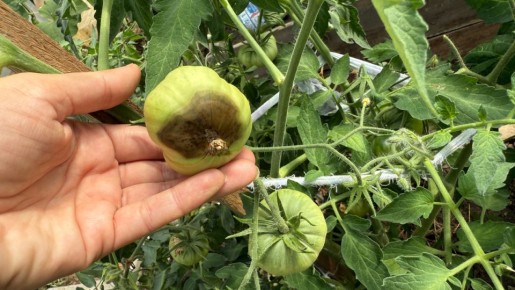 ���������: ������ ���� ����� �������