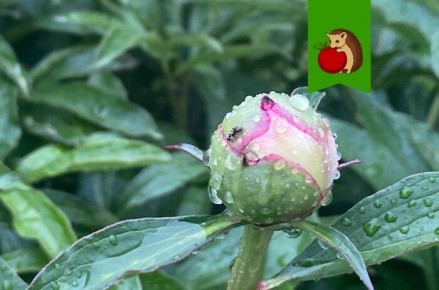 ��� ������� ������ �� �����: ���� ��� ������?