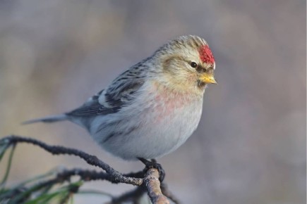 ������ ����� ������������: ������� ������� �� ����� ����� ����������� ����������� � �����-��������� �����������