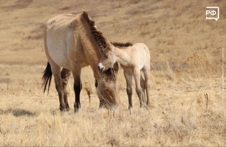 ����� ��������, ����� � ������, ��������� ���� ����