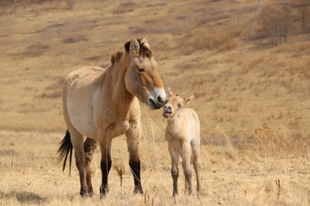 ������� ��������, ����������� � ������ ������������� ������ �������������, ���� ��� �����