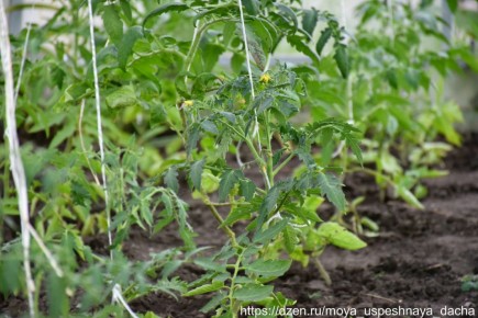 ����������� ������������ ������� ��� �������� ������