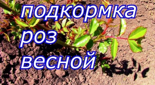��� ������� ����� �����: ������ �� ��������� ����� ����