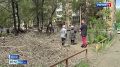 В защиту деревьев. Был зеленый двор, а остались одни пни: жители дома по улице Кравченко в Абакане возмущены вырубкой деревьев