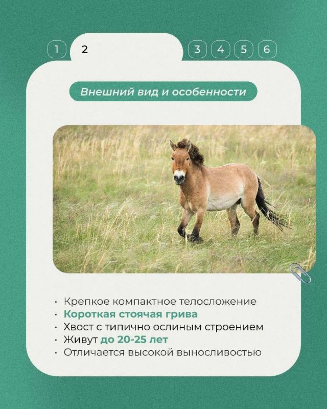 Сегодня в рубрике «Животные Красной книги» несколько фактов о лошади Пржевальского, дикой лошади, сильно отличающейся от своих домашних сородичей Сегодня в рубрике «Животные Красной книги» несколько фактов о лошади Пржевальского, дикой лошади, сильно отличающейся от своих домашних сородичей