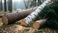 Абазинского лесоруба заставят возместить ущерб