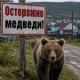 Медведица с медвежатами вышла к людям