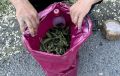У жителя Усть-Абакана полицейскими изъята партия марихуаны