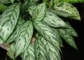 Почему желтеют листья растений зимой?