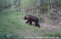 Из-за медведей для туристов закрыт популярный маршрут "ЭкоБорус"