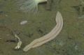 �� ���� ����߅. �����������, Xenoturbella
