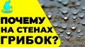 Грибок и плесень в холодильнике: как обнаружить и избавиться