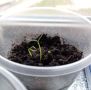 Почему всходы тянутся к свету: основные причины и действия