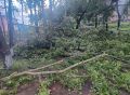 Наломал деревьев: ураганный ветер пронесся по Таштыпу