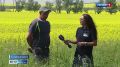 Масличное золото. В Хакасии наступила пора цветения рапса