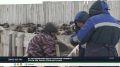 Штраф за отказ от вакцинации скота могут увеличить в 20 раз: с 500 до 10 тысяч рублей