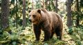 А так хотелось: красноярцев попросили не кормить медведей, выходящих к трассам
