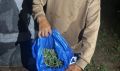 Полицейские Ширинского района изъяли у местного жителя марихуану