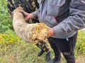 Тысячелетний бивень мамонта длиной 60 сантиметров нашли на севере Красноярского края