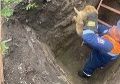 Сразу пять собак угодили в яму в поселке Шушенское