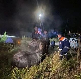 Коня, угодившего в колодец, вызволили спасатели в селе Иджа Шушенского округа Коня, угодившего в колодец, вызволили спасатели в селе Иджа Шушенского округа