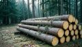 Приговорён "чёрный" лесоруб из Усть-Абаканского района