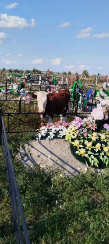 Венки на рогах и съеденная снедь: коровы вновь разгуливают по кладбищу Новоенисейки Венки на рогах и съеденная снедь: коровы вновь разгуливают по кладбищу Новоенисейки
