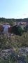 Венки на рогах и съеденная снедь: коровы вновь разгуливают по кладбищу Новоенисейки