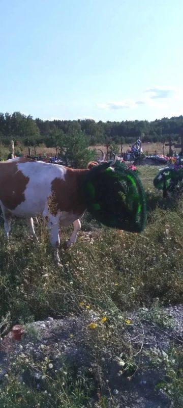 Венки на рогах и съеденная снедь: коровы вновь разгуливают по кладбищу Новоенисейки Венки на рогах и съеденная снедь: коровы вновь разгуливают по кладбищу Новоенисейки
