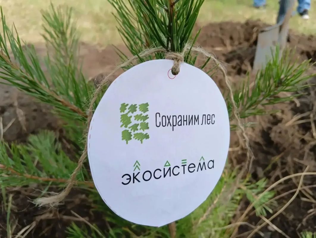«Сохраним лес»: экологи Минприроды Хакасии приняли участие в высадке сосен в п. Усть-Абакан «Сохраним лес»: экологи Минприроды Хакасии приняли участие в высадке сосен в п. Усть-Абакан