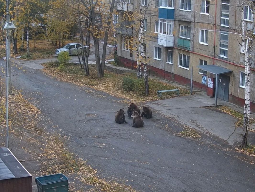 За ИИ-изображение с медведем в населенном пункте оштрафовали жительницу Забайкалья