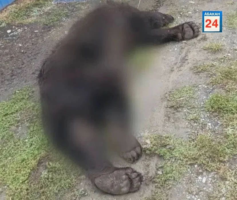 Медведей, замеченных возле жилых домов, ликвидировали в окрестностях Саяногорска