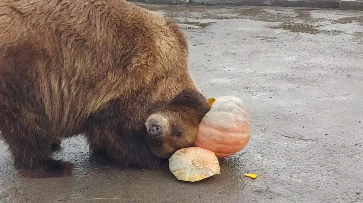 Разбавим ленту медведями не из леса, а из Абаканского зоопарка. Бусинку сотрудники угощают тыквой, яблоками и медом (идеальное медвежье комбо). Ест она не слишком аккуратно. Об угощение медведица много и умильно трется... Разбавим ленту медведями не из леса, а из Абаканского зоопарка. Бусинку сотрудники угощают тыквой, яблоками и медом (идеальное медвежье комбо). Ест она не слишком аккуратно. Об угощение медведица много и умильно трется...